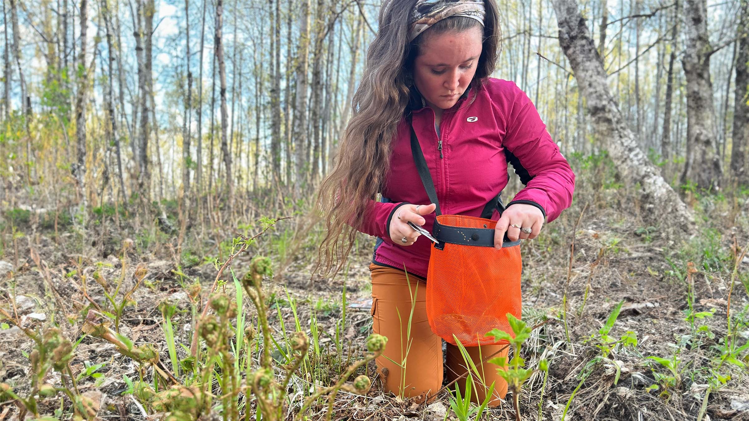 Foraging Wild Fiddleheads: Spring Harvesting In Alaska