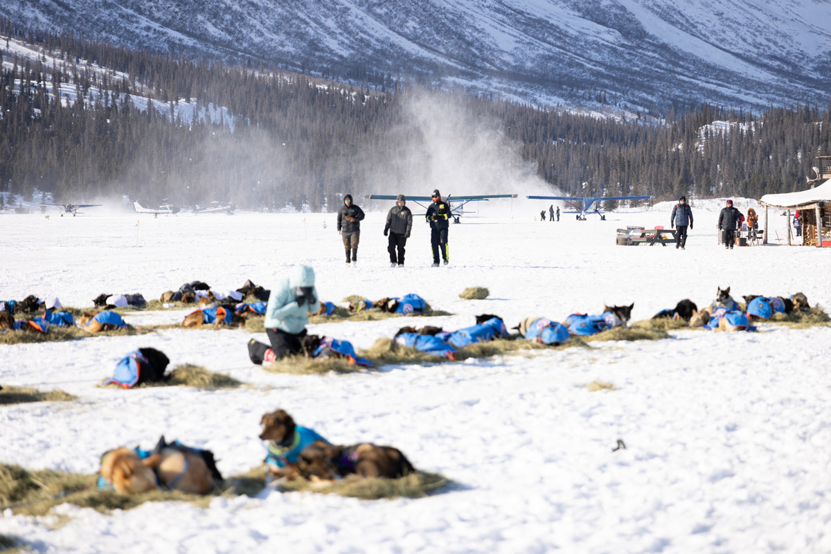 Following the Iditarod: Chasing the Last Great Race into Alaska’s Wild
